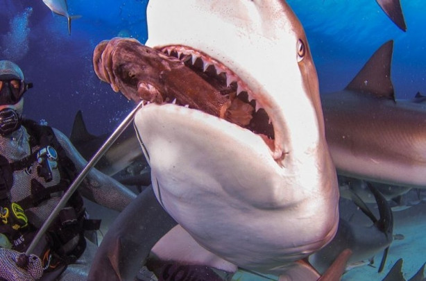 Foto - Hayvanlarla insanların tehlikeli yakınlaşması!