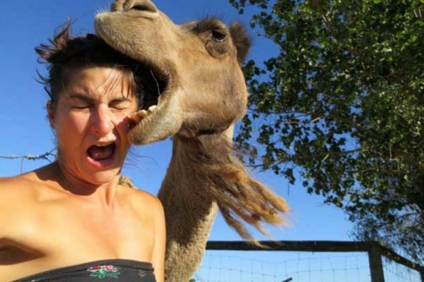 Foto - Hayvanlarla insanların tehlikeli yakınlaşması!