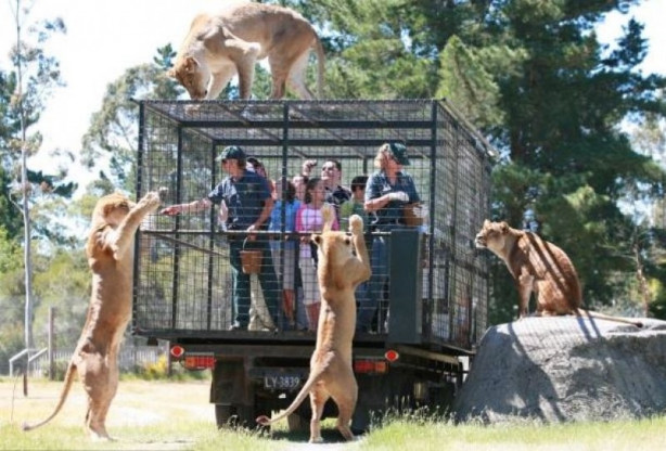 Foto - Hayvanlarla insanların tehlikeli yakınlaşması!