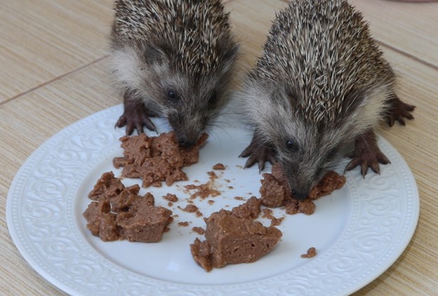 Hayvanseverin baktığı 4 yavru kirpi doğaya bırakıldı