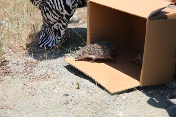 Foto - Hayvanseverin baktığı 4 yavru kirpi doğaya bırakıldı