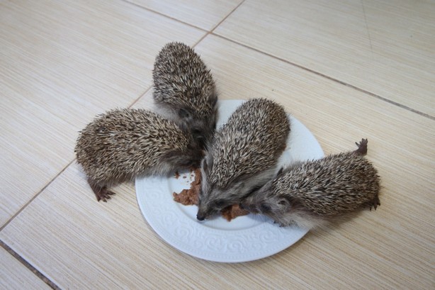 Foto - Hayvanseverin baktığı 4 yavru kirpi doğaya bırakıldı