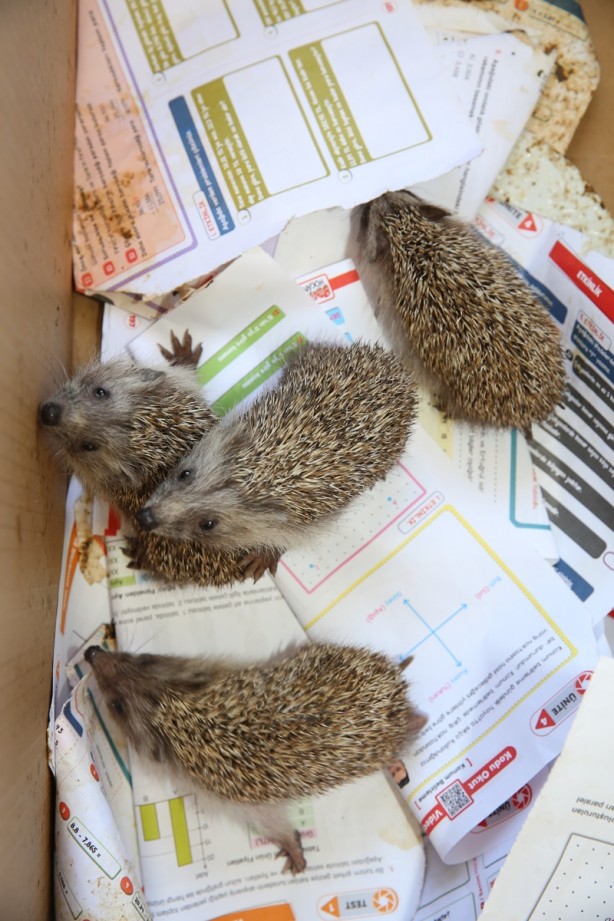 Foto - Hayvanseverin baktığı 4 yavru kirpi doğaya bırakıldı