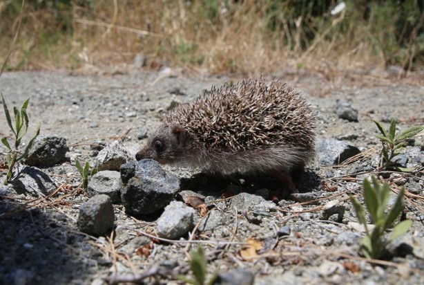 Foto - Hayvanseverin baktığı 4 yavru kirpi doğaya bırakıldı
