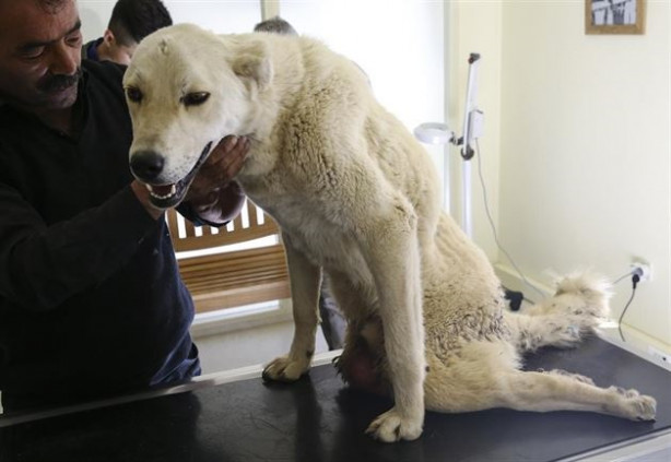 Foto - Hayvanseverler yürüyemeyen Kostak'a yardım eli uzattı