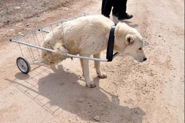 Foto - Hayvanseverler yürüyemeyen Kostak'a yardım eli uzattı