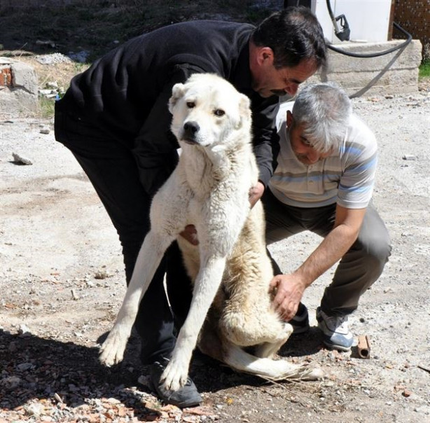 Hayvanseverler yürüyemeyen Kostak'a yardım eli uzattı