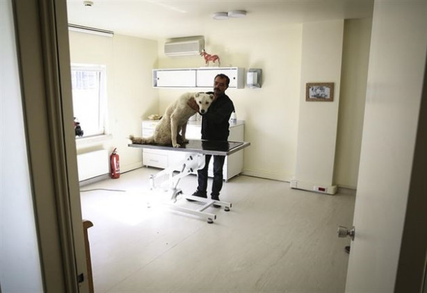 Foto - Hayvanseverler yürüyemeyen Kostak'a yardım eli uzattı