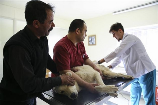 Foto - Hayvanseverler yürüyemeyen Kostak'a yardım eli uzattı