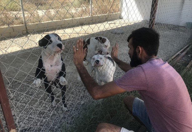 Foto - Hayvanseverlerce oluşturulan barınak 170 köpeğe yuva oldu