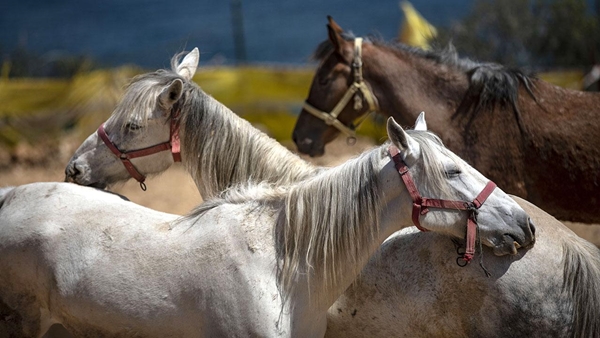 Foto - Hayvanseverlerden CHP'li İBB'ye sert tepki: Biz faytonları atlar sucuk olsun diye yasaklatmadık
