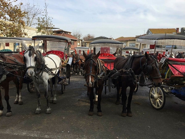 Foto - Hayvanseverlerden CHP'li İBB'ye sert tepki: Biz faytonları atlar sucuk olsun diye yasaklatmadık