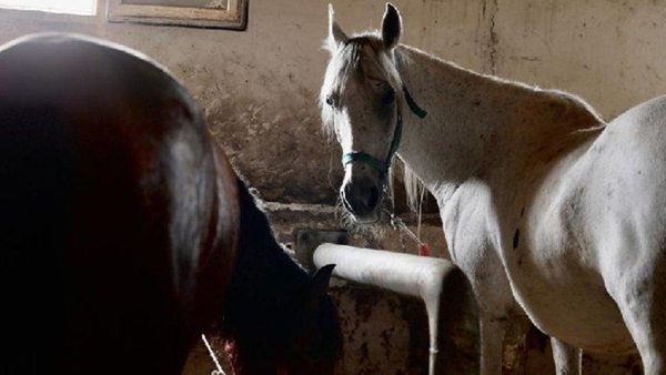 Foto - Hayvanseverlerden CHP'li İBB'ye sert tepki: Biz faytonları atlar sucuk olsun diye yasaklatmadık