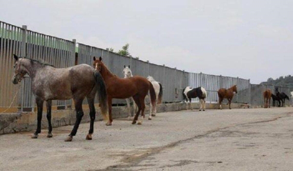 Foto - Hayvanseverlerden CHP'li İBB'ye sert tepki: Biz faytonları atlar sucuk olsun diye yasaklatmadık