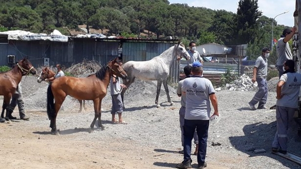 Hayvanseverlerden CHP'li İBB'ye sert tepki: Biz faytonları atlar sucuk olsun diye yasaklatmadık