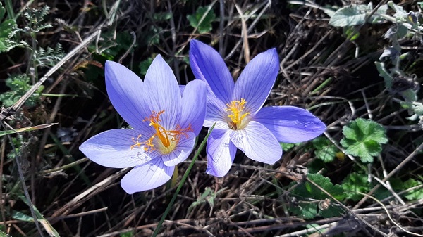 Foto - Hazan mevsimi mest ediyor