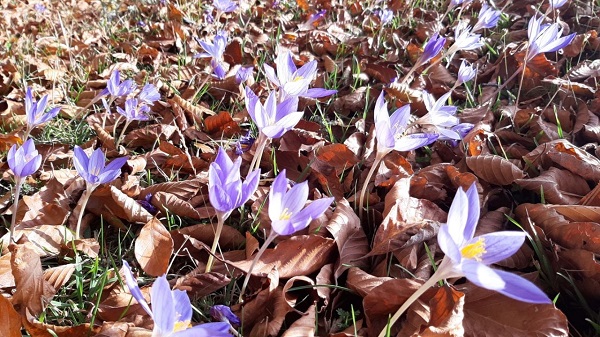 Foto - Hazan mevsimi mest ediyor