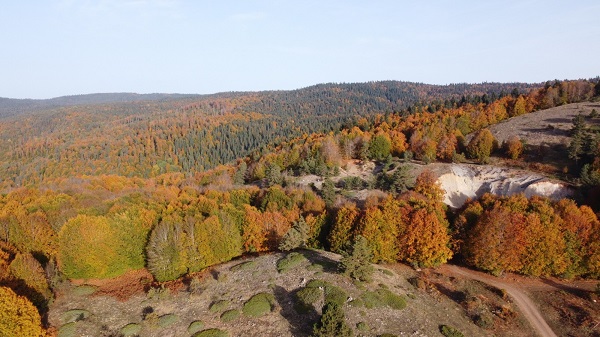 Foto - Hazan mevsimi mest ediyor