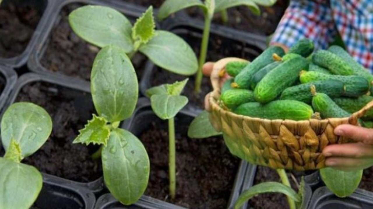 Foto - Hazır fide almaya gerek yok! Balkonda kıtır kıtır salata, pet şişede sera etkisi