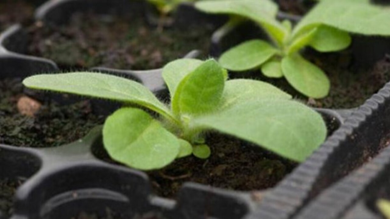 Foto - Hazır fide almaya gerek yok! Balkonda kıtır kıtır salata, pet şişede sera etkisi