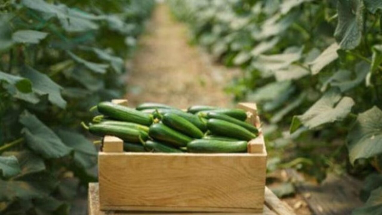 Foto - Hazır fide almaya gerek yok! Balkonda kıtır kıtır salata, pet şişede sera etkisi