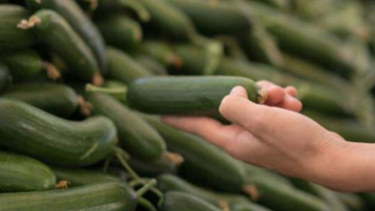 Foto - Hazır fide almaya gerek yok! Balkonda kıtır kıtır salata, pet şişede sera etkisi