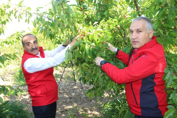 Foto - Hazır seçim de varken bu fırsat kaçmaz! Sözcü'ye 10 numara kiraz haberi