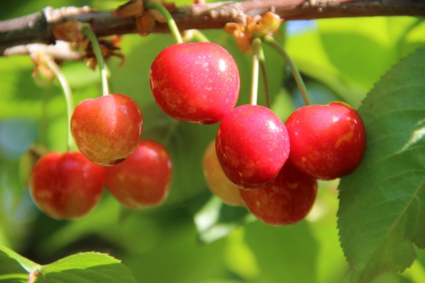 Foto - Hazır seçim de varken bu fırsat kaçmaz! Sözcü'ye 10 numara kiraz haberi