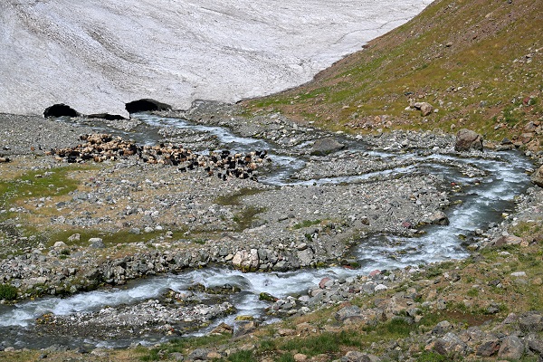 Foto - Haziran ayında çobanların karla mücadelesi