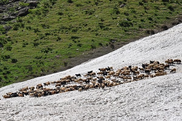 Foto - Haziran ayında çobanların karla mücadelesi