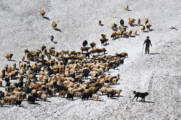 Foto - Haziran ayında çobanların karla mücadelesi