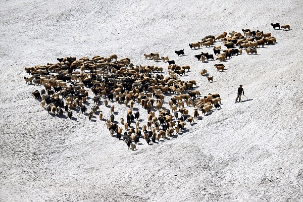 Foto - Haziran ayında çobanların karla mücadelesi
