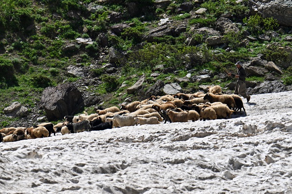 Foto - Haziran ayında çobanların karla mücadelesi