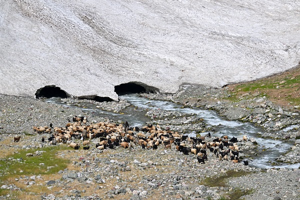 Foto - Haziran ayında çobanların karla mücadelesi
