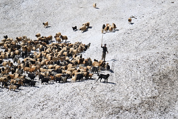 Foto - Haziran ayında çobanların karla mücadelesi