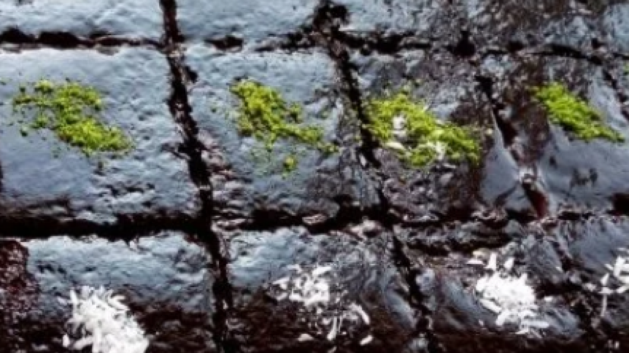 Foto - Kakaolu ıslak kek browni tarifi: Browni kek tarifi, içi yumuşacık kalıyor