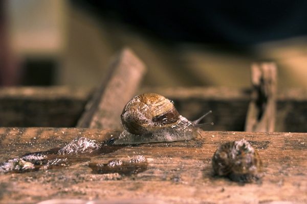 Foto - Hedef 50 ton! Türkiye'den İspanya'ya ihraç ediliyor