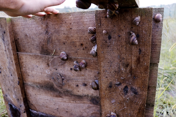 Foto - Hedef 50 ton! Türkiye'den İspanya'ya ihraç ediliyor