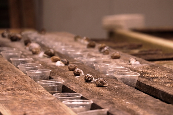 Foto - Hedef 50 ton! Türkiye'den İspanya'ya ihraç ediliyor