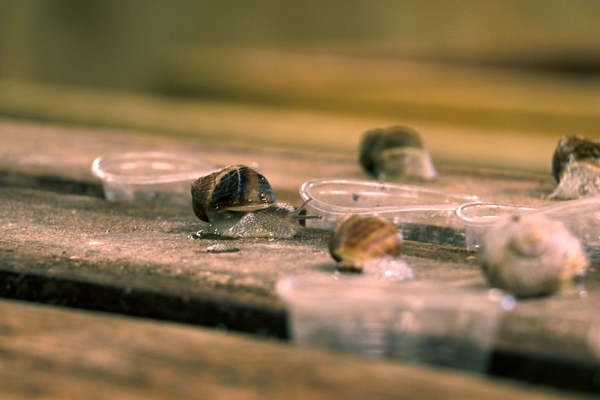 Foto - Hedef 50 ton! Türkiye'den İspanya'ya ihraç ediliyor