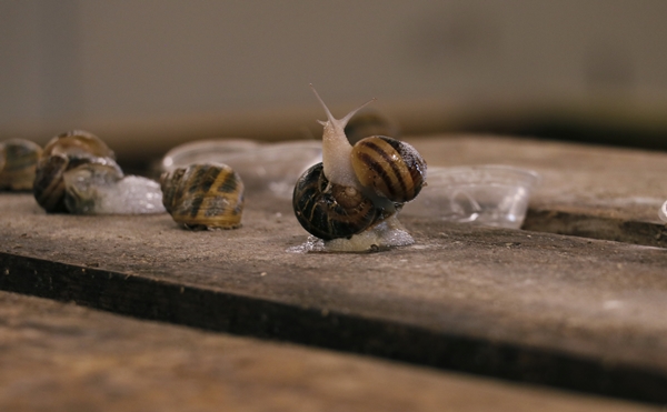 Foto - Hedef 50 ton! Türkiye'den İspanya'ya ihraç ediliyor