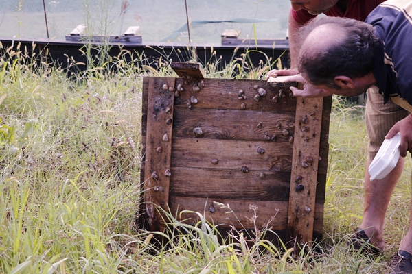 Foto - Hedef 50 ton! Türkiye'den İspanya'ya ihraç ediliyor