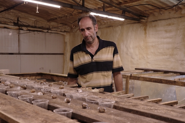 Foto - Hedef 50 ton! Türkiye'den İspanya'ya ihraç ediliyor