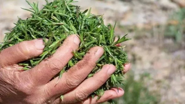 Foto - Hekimlerin bir numaralı ilacı ortaya çıktı! En iyisi Toroslar’da yetişiyor! Bunu kahvaltısından eksik eden bin pişman oluyor