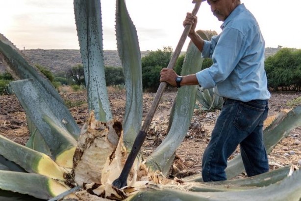 Foto - Hekimlerin hekimi İbn-i Sina başucundan asla ayırmıyormuş! Yararları şaşkına çeviriyor! İşte binbir derde deva o bitki ve faydaları