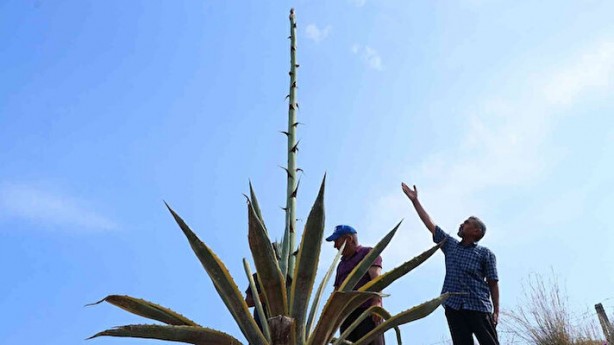 Foto - Hekimlerin hekimi İbn-i Sina başucundan asla ayırmıyormuş! Yararları şaşkına çeviriyor! İşte binbir derde deva o bitki ve faydaları