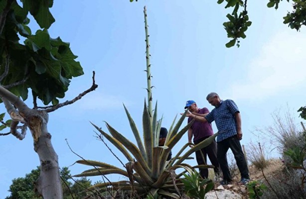 Foto - Hekimlerin hekimi İbn-i Sina başucundan asla ayırmıyormuş! Yararları şaşkına çeviriyor! İşte binbir derde deva o bitki ve faydaları