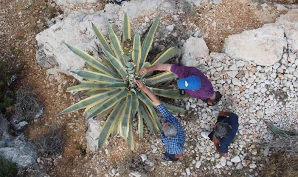 Foto - Hekimlerin hekimi İbn-i Sina başucundan asla ayırmıyormuş! Yararları şaşkına çeviriyor! İşte binbir derde deva o bitki ve faydaları