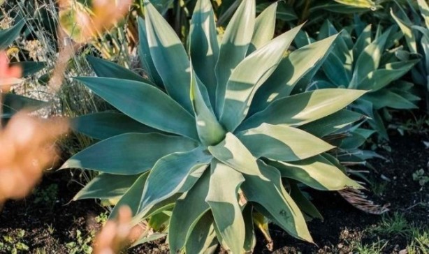 Foto - Hekimlerin hekimi İbn-i Sina başucundan asla ayırmıyormuş! Yararları şaşkına çeviriyor! İşte binbir derde deva o bitki ve faydaları