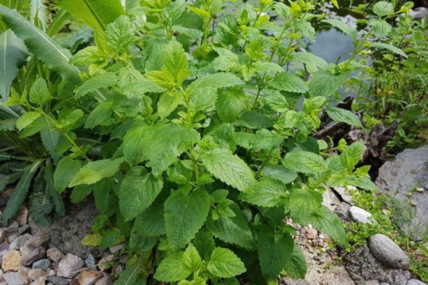 Foto - Hekimlerin Hekimi İbn-i Sina meğer yüzyıllar önce reçetesini vermiş! Bu mucizevi yöntem, herkesi 10 yaş birden gençleştiriyor! Denemeyen bin pişman